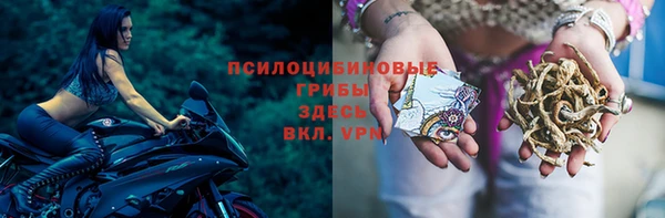 гашик Алексин